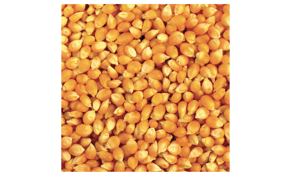 Popcorn Seed - Complete Information Including Health Benefits 